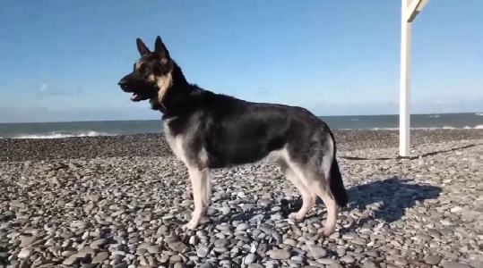 Гвоздика розовая