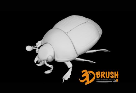Майский жук 3D модель